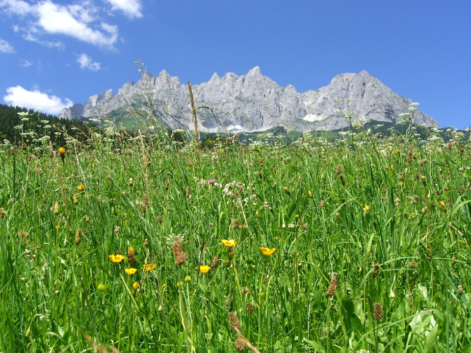 Tirol alps green mountain