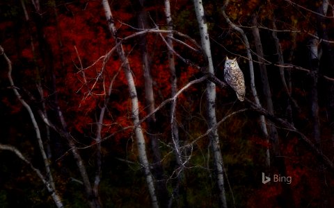 Great horned owl sitting on an Aspen tree, Alberta, Canada