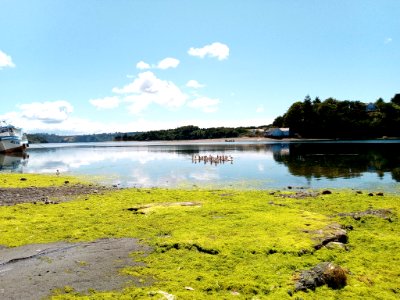 Quinched/ chiloe...