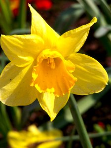 Bristol in bloom 3