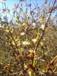 Lonicera x purpusii / fragantissima. Last flowers, leaves appearing now