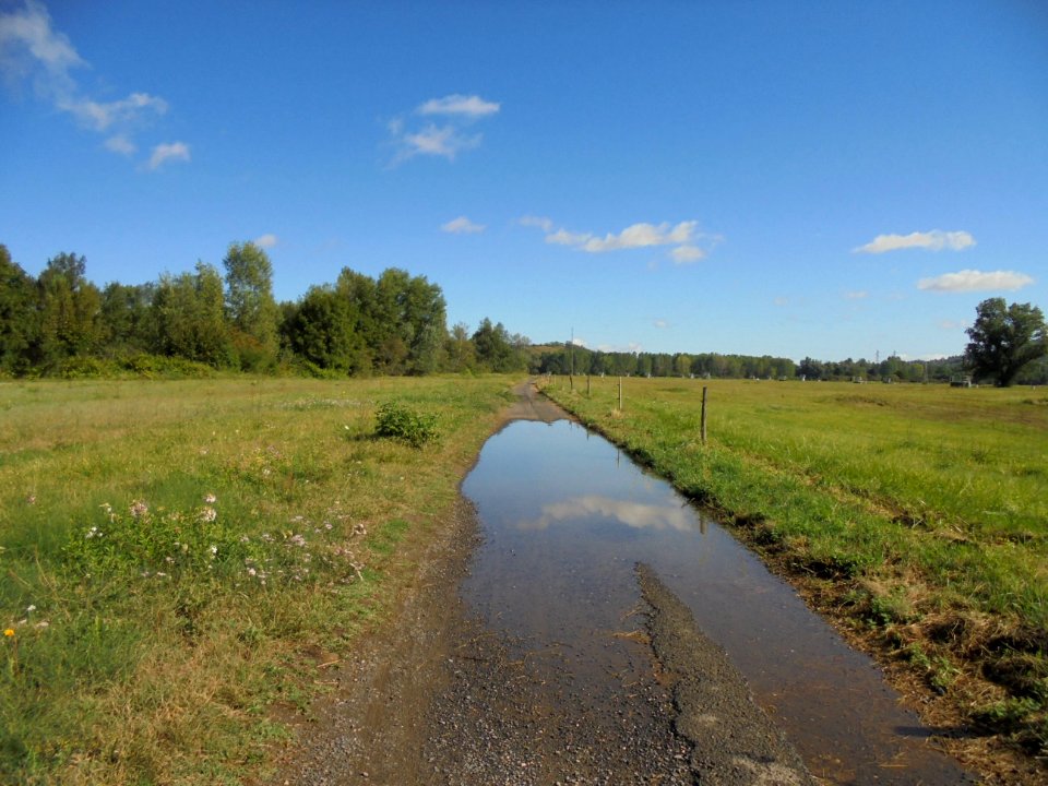 Cournon - Berges de l'Allier (10)