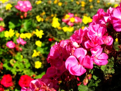 Geranium flower pink