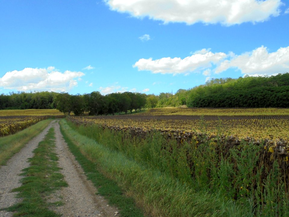 Cournon - Berges de l'Allier (28)
