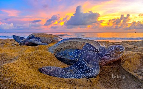 Leatherback sea turtles in Trinidad and Tobago photo
