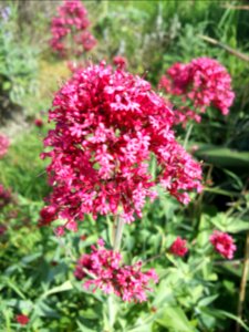 Rode spoorbloem (Centranthus ruber)