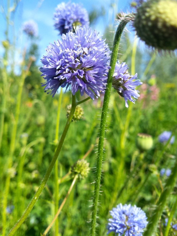 Gilia capitata photo