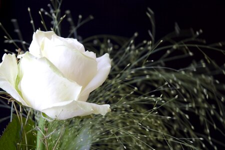 Rose white nature