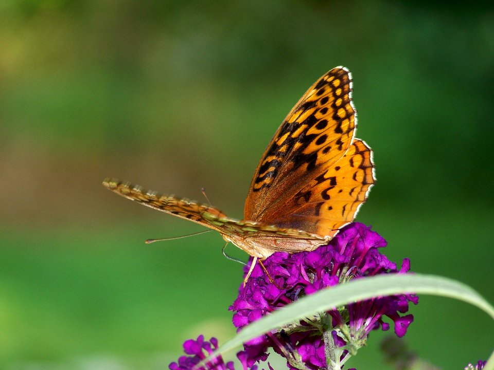 ins orange butterfly1