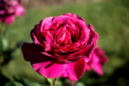 Rose2 photo