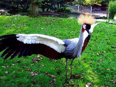 Crowned Crane