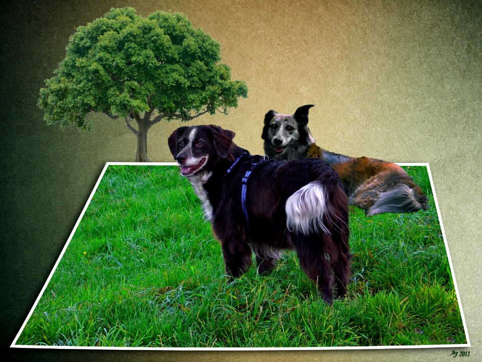 Hunting dog Ki and Doulce