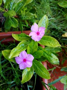 Vinca photo