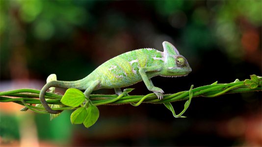 20201021-ChameleonIndonesia ROW7438417024 1366x768