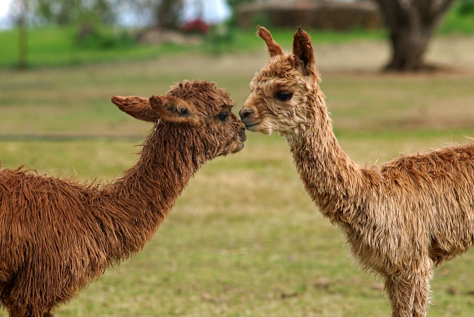 Making friends