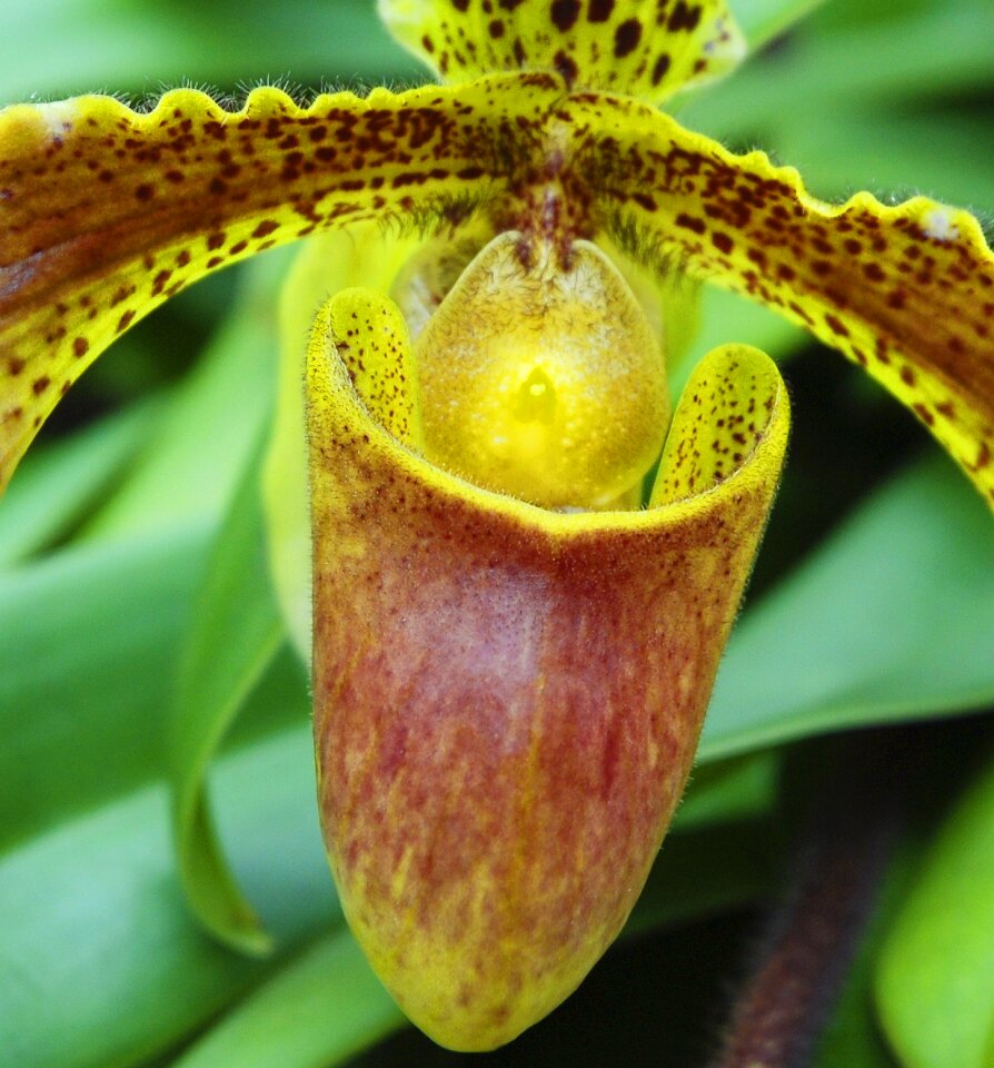Flora bloom tropical