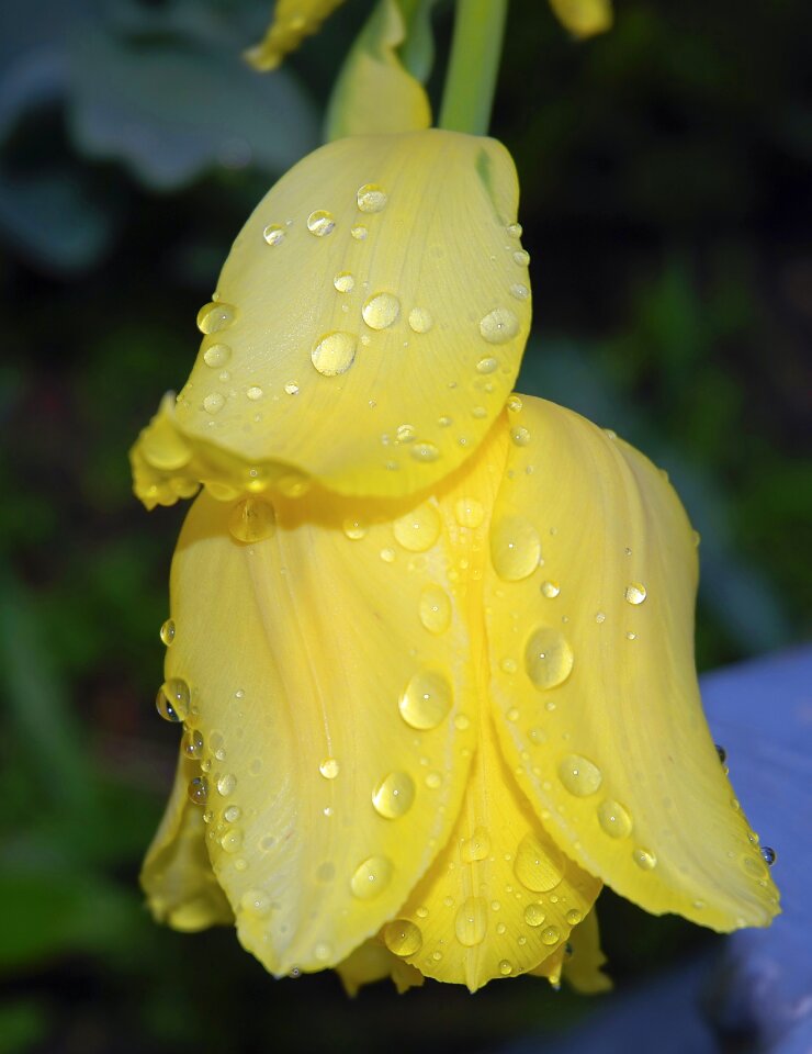 Floral plant yellow flowers photo