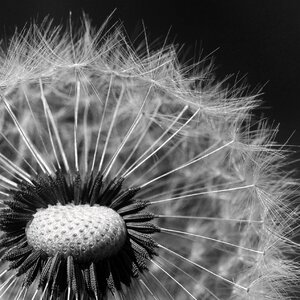 Sonchus oleraceus seeds taraxacum officinale photo