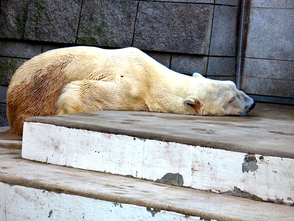 Eisbär - Polar Bear