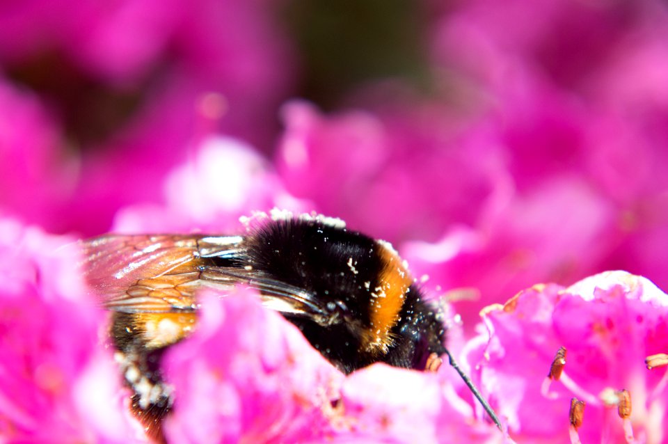 Big Big Bumblebee