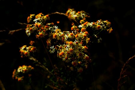 Flowers flower plant