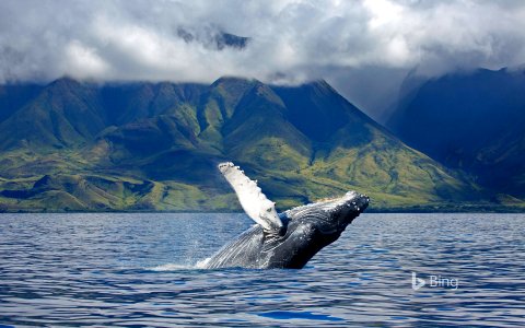 A humpback whale off the coast of Maui, Hawaii