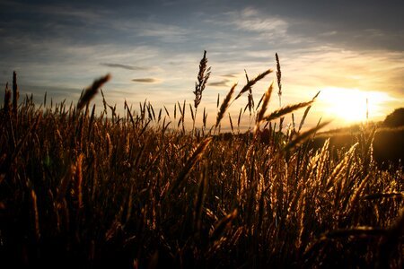 Sunrise sunset wheat photo