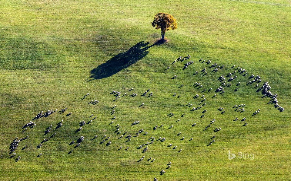 Sheep grazing near Ennabeuren, Heroldstatt, Baden-Wuerttemberg, Germany
