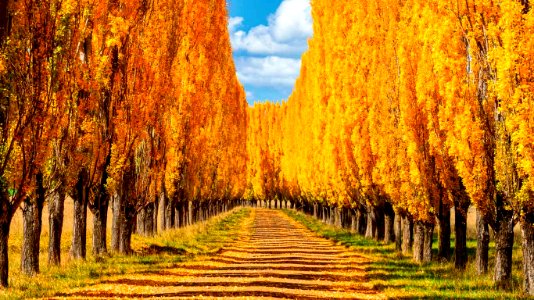 20190911-AutumnTreesNewEngland ROW6810444248 1366x768