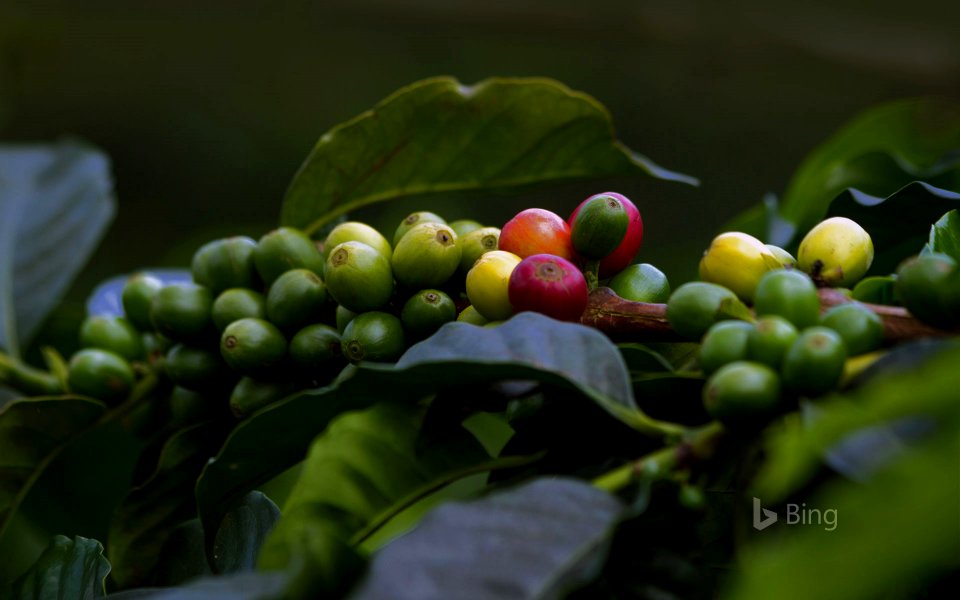 Coffee cherries in Quindío, Colombia