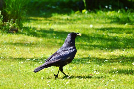 Bird black animal
