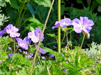 Eden Project 2018 photo