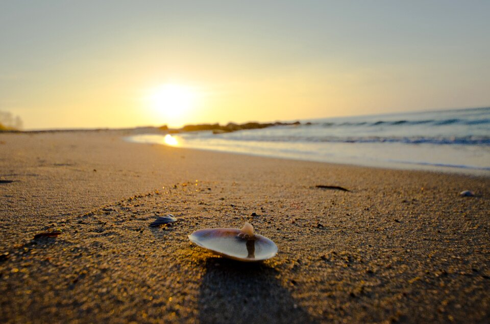 Shell water sea