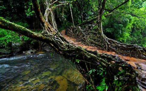 Living root bridge in India photo