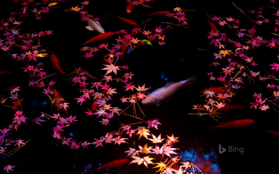 Autumn leaves and goldfish in Tokyo, Japan