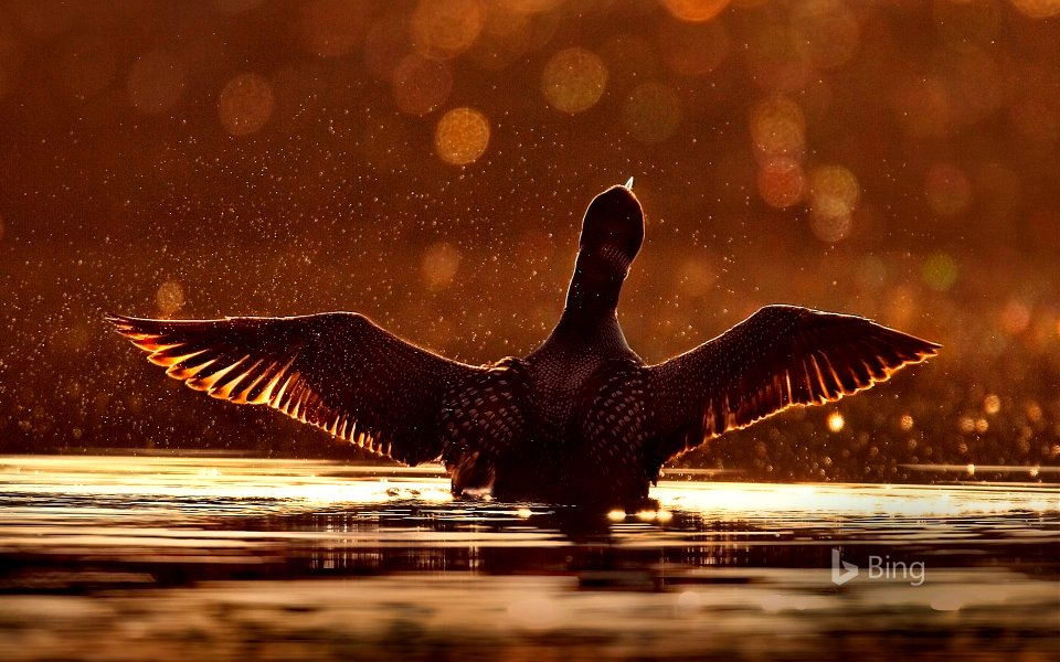 A common loon in Superior National Forest, Minnesota