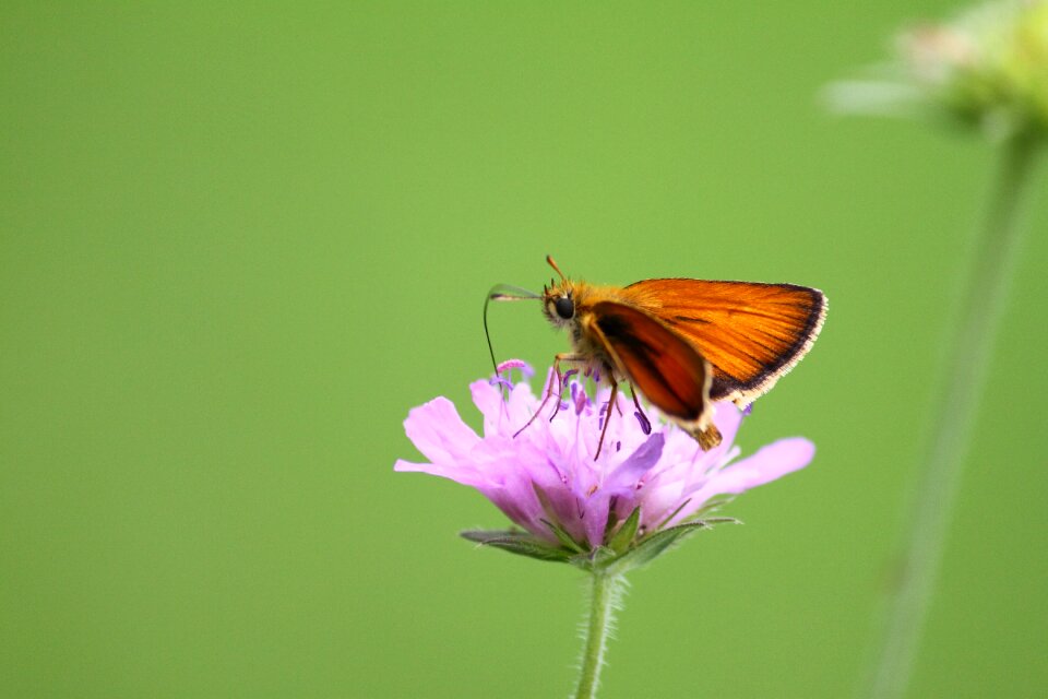 Wildlife summer flower
