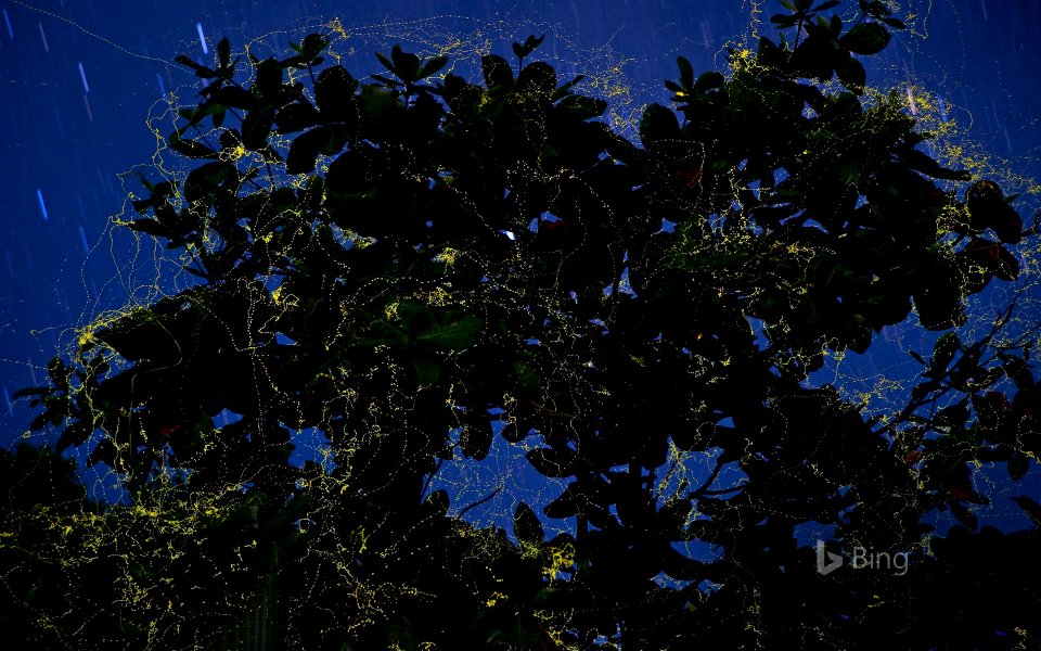 Fireflies surround a sea almond tree in Camarines Sur, Luzon, Philippines