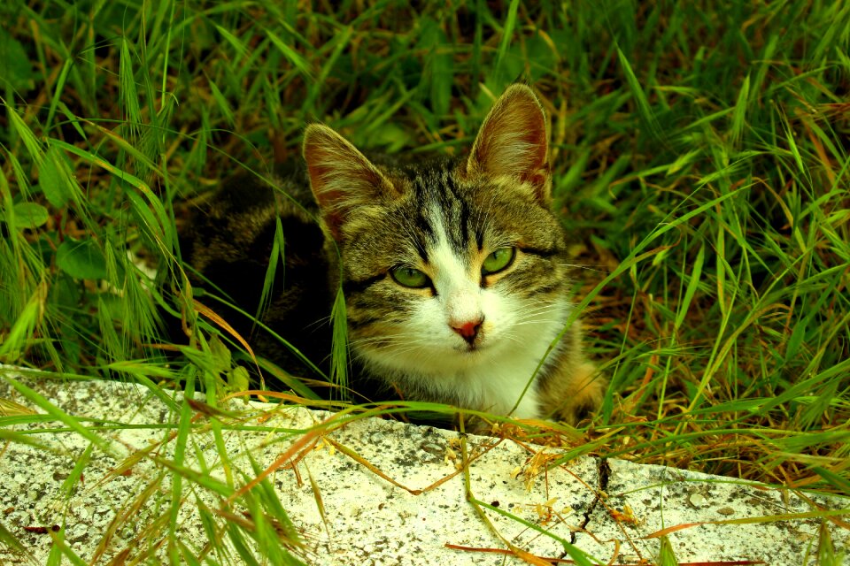 Cat green eyed innocent