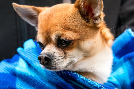 Small small dog pet