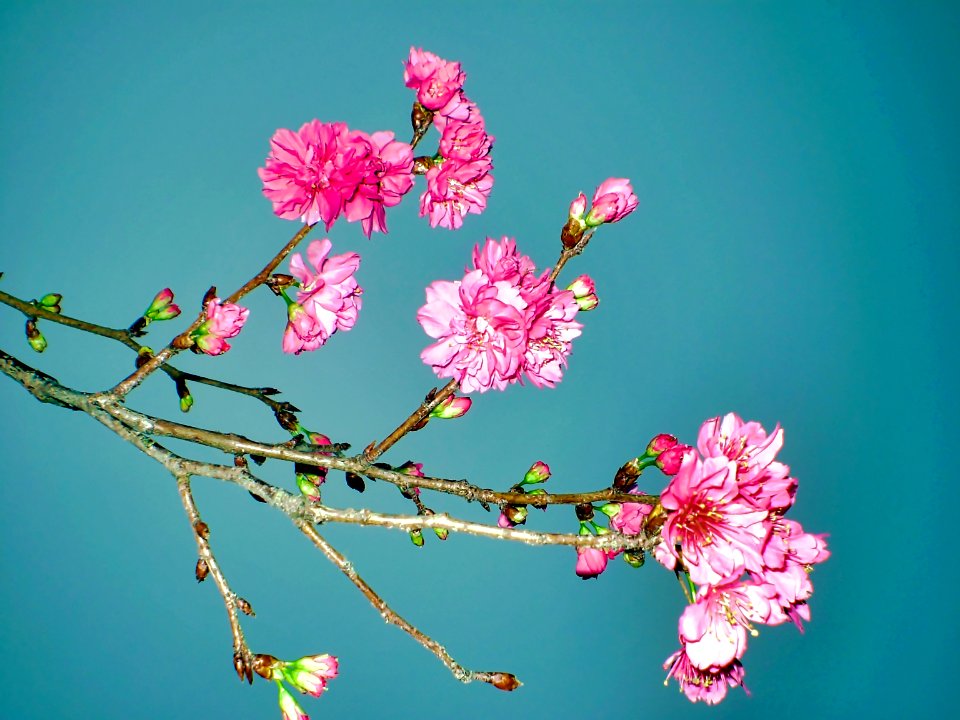 (2009-02-15)長洲賞櫻花-17