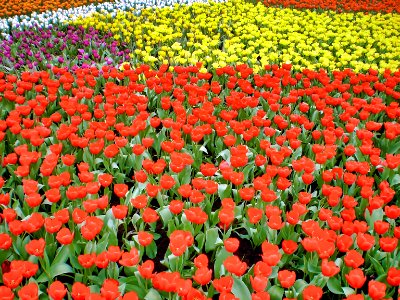 (2008-03-21)維園花展-32