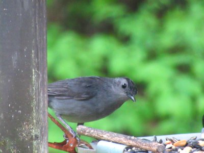 gray catbird2 photo