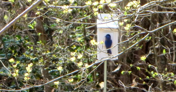 Papa Bluebird at Birdhouse photo