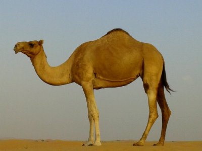 CAMELLO