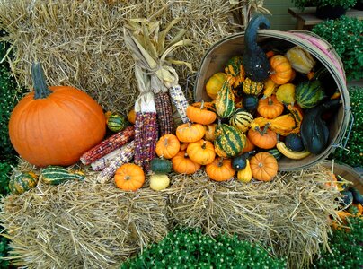 Orange thanksgiving november