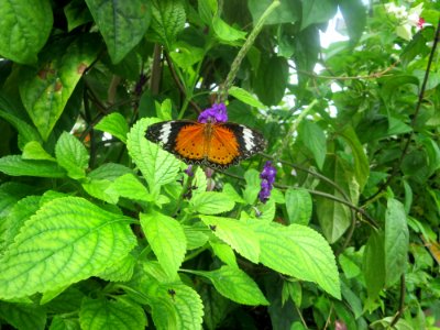 lg b leopard lacewing1