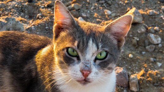 Curious animal eyes photo