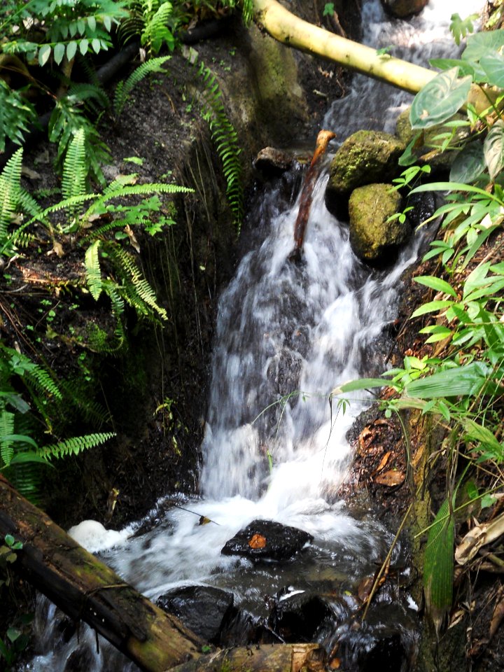 Rainforest biome