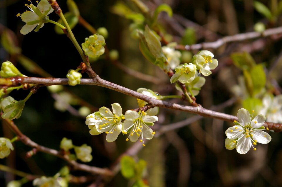 Plum blossom branch flowering twig
